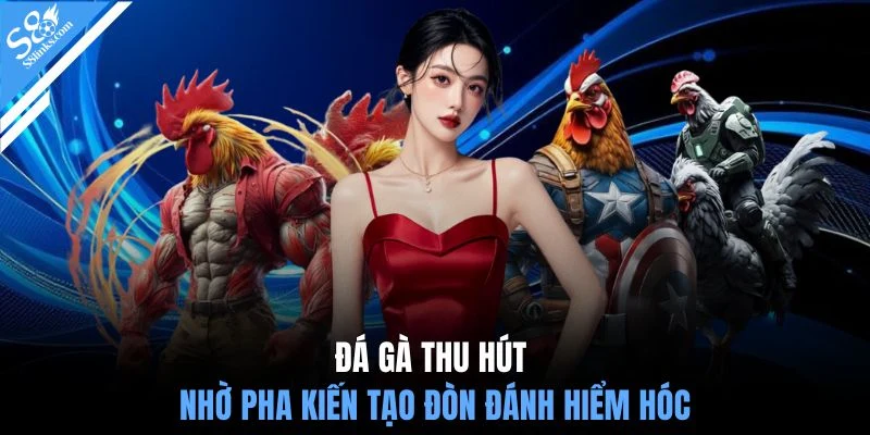 Đá gà thu hút nhờ pha kiến tạo đòn đánh hiểm hóc