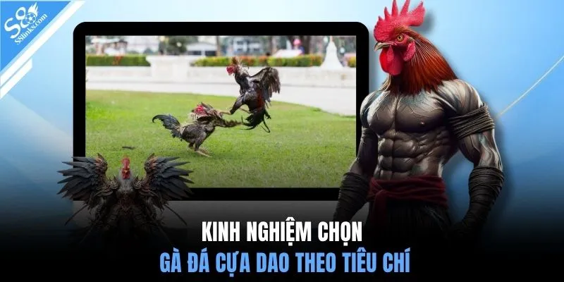 Kinh nghiệm chọn gà đá cựa dao theo tiêu chí