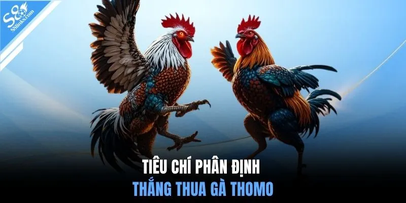 Tiêu chí phân định thắng thua gà Thomo