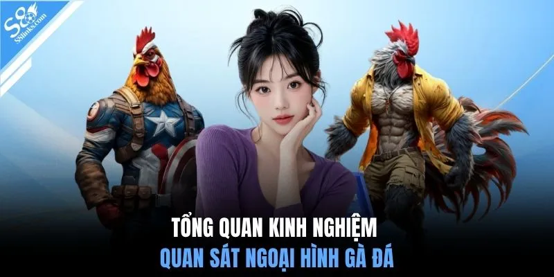 Tổng quan kinh nghiệm quan sát ngoại hình gà đá
